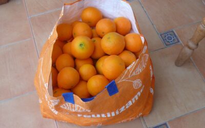 WINTER ORANGES