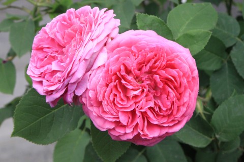 SACRED ROSES (RICH ROSES AND DARK CLOISTERS)