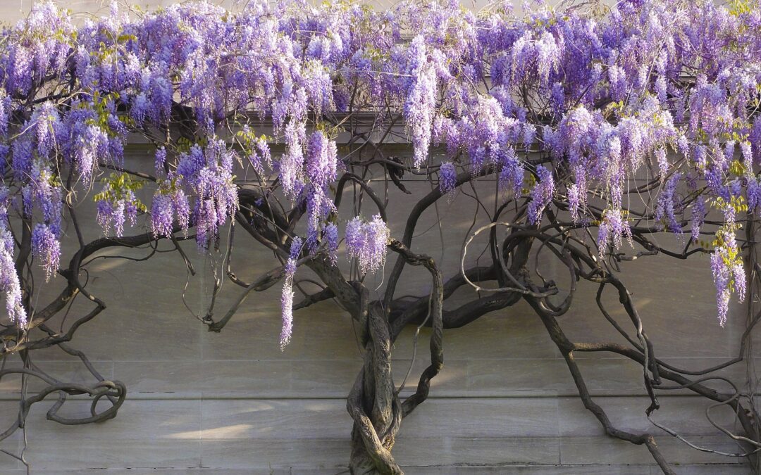 WISTERIA